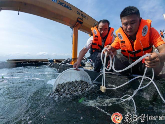 广西打造“海洋牧场”400万尾金鲳鱼这样“圈养”(图1)