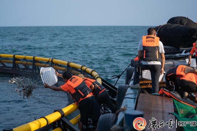 广西打造“海洋牧场”400万尾金鲳鱼这样“圈养”(图3)