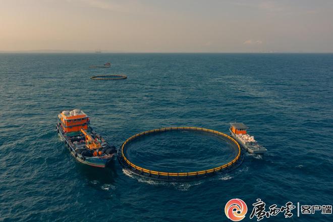 广西打造“海洋牧场”400万尾金鲳鱼这样“圈养”(图2)