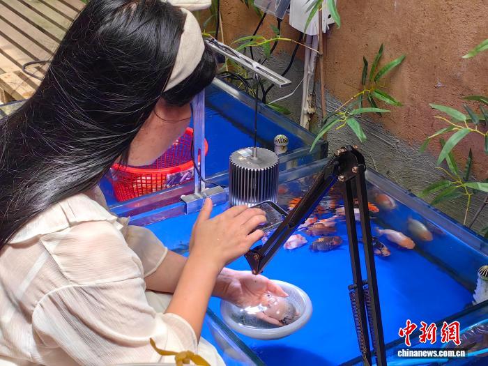 活力中国调研行）“金鱼之乡”闽侯“游”出产业生态链(图2)