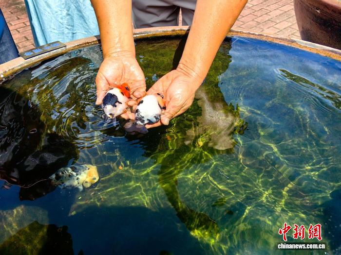 活力中国调研行）“金鱼之乡”闽侯“游”出产业生态链(图1)