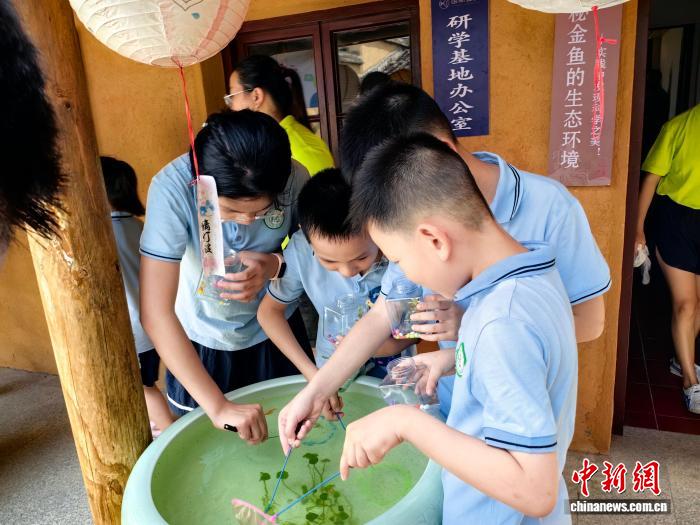 活力中国调研行）“金鱼之乡”闽侯“游”出产业生态链(图3)