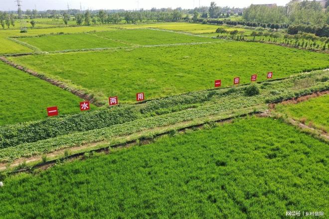 信阳潢川：“稻虾鳖”模式解锁“一水三收”致富密码(图2)