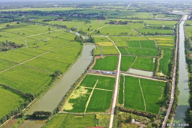 信阳潢川：“稻虾鳖”模式解锁“一水三收”致富密码(图4)