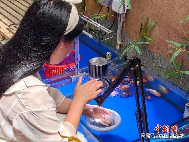 “金鱼之乡”闽侯“游”出产业生态链(图2)