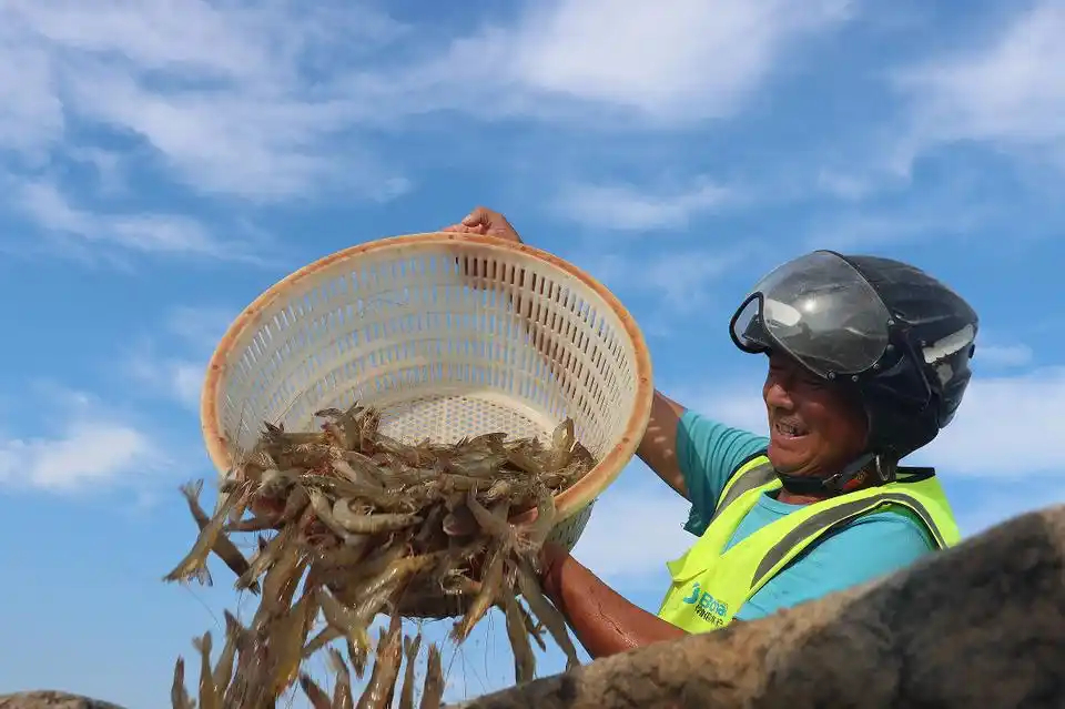 “一尾虾”盘活“一条链”杏彩体育(图1)