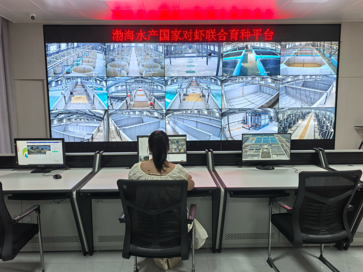 “一尾虾”盘活“一条链”杏彩体育(图2)