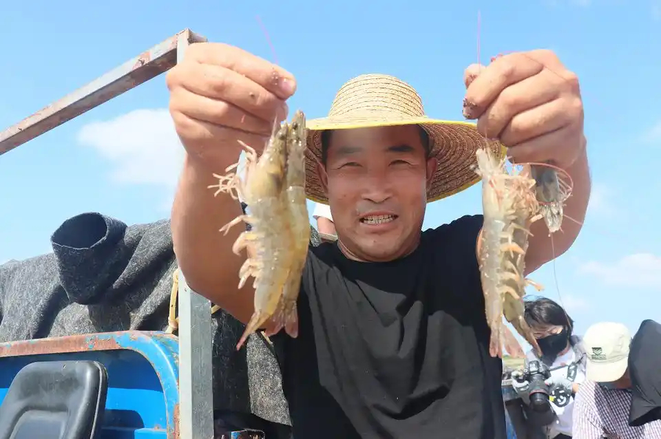 “一尾虾”盘活“一条链”杏彩体育(图3)