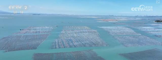 耕海牧渔鱼虾满仓、土地轮作增效益科技赋能绘就金秋好“丰”景(图7)