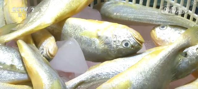 耕海牧渔鱼虾满仓、土地轮作增效益科技赋能绘就金秋好“丰”景(图5)