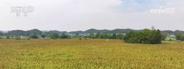 耕海牧渔鱼虾满仓、土地轮作增效益科技赋能绘就金秋好“丰”景(图17)