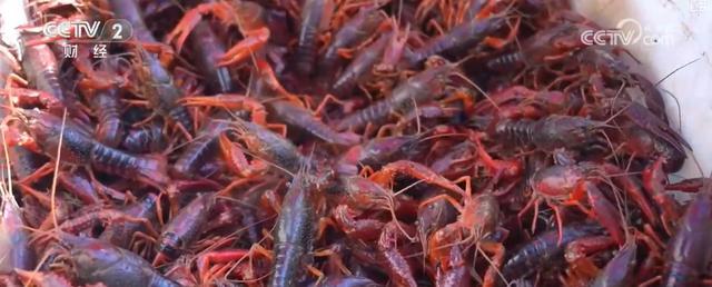 耕海牧渔鱼虾满仓、土地轮作增效益科技赋能绘就金秋好“丰”景(图12)