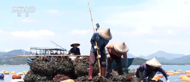耕海牧渔鱼虾满仓、土地轮作增效益科技赋能绘就金秋好“丰”景(图9)