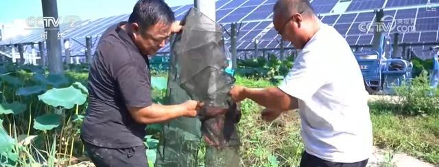 耕海牧渔鱼虾满仓、土地轮作增效益科技赋能绘就金秋好“丰”景(图11)