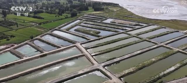 耕海牧渔鱼虾满仓、土地轮作增效益科技赋能绘就金秋好“丰”景(图16)