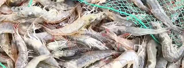 耕海牧渔鱼虾满仓、土地轮作增效益科技赋能绘就金秋好“丰”景(图14)