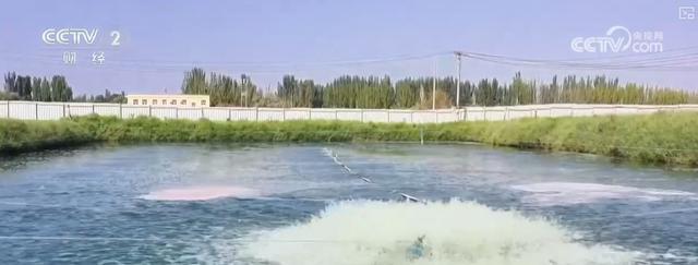 耕海牧渔鱼虾满仓、土地轮作增效益科技赋能绘就金秋好“丰”景(图15)