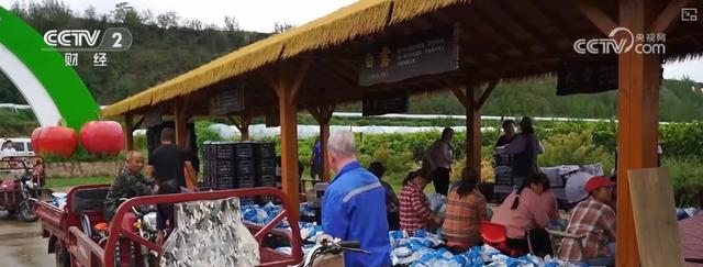 耕海牧渔鱼虾满仓、土地轮作增效益科技赋能绘就金秋好“丰”景(图21)