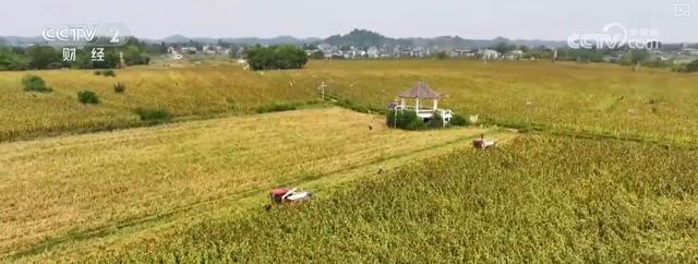 耕海牧渔鱼虾满仓、土地轮作增效益科技赋能绘就金秋好“丰”景(图18)