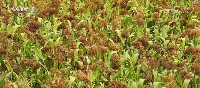 耕海牧渔鱼虾满仓、土地轮作增效益科技赋能绘就金秋好“丰”景(图19)