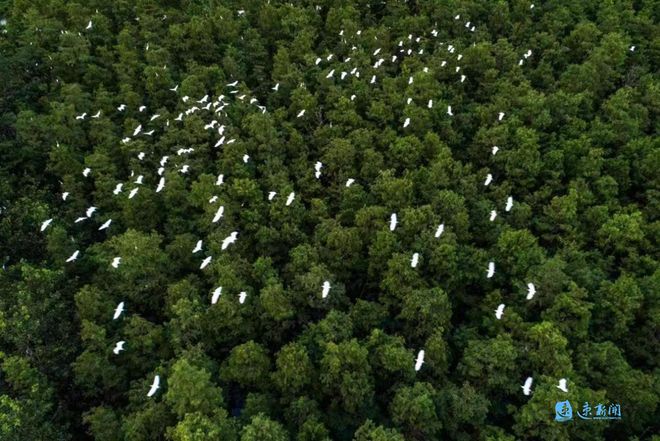 “两山”理念看宿迁丨宿豫：生态筑基产业焕新(图2)