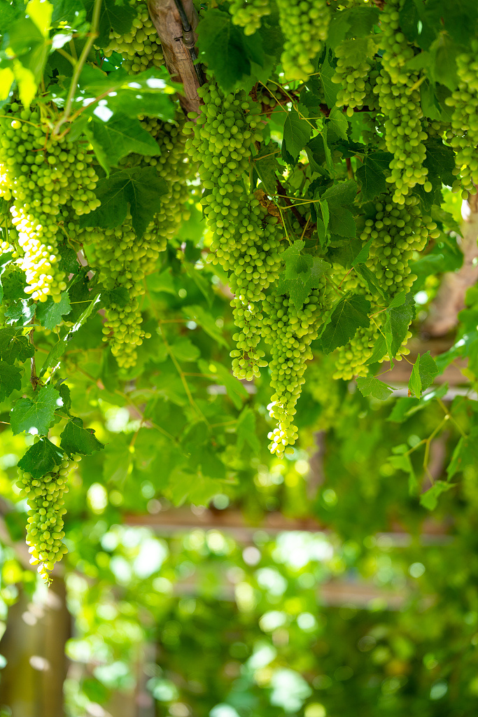 听绿色未来｜戈壁涌出三文鱼杏彩体育平台节水工程赋能多元产业(图1)