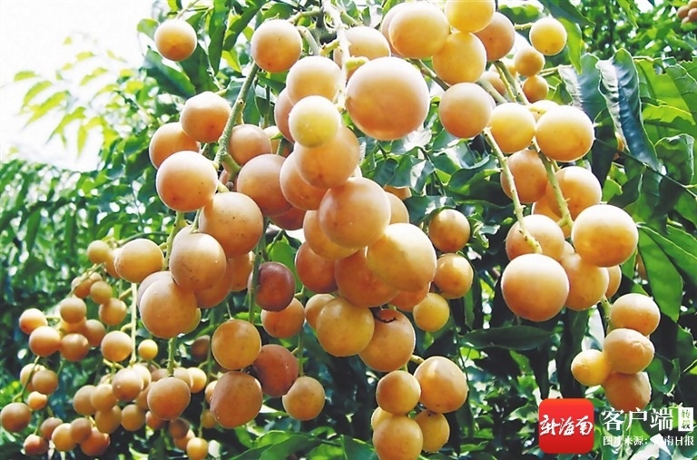 生态农杏彩体育平台业看琼中(图8)