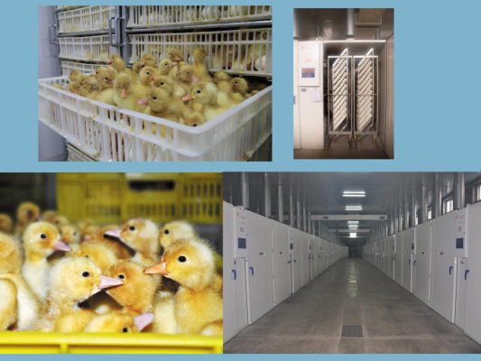 杏彩体育平台强农先锋丨肖英芮：向“新”而行破浪肉鸭江湖(图2)