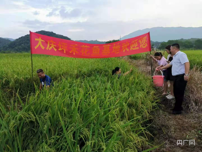 永州零陵：“稻鱼共生”铺就生态致富路(图1)