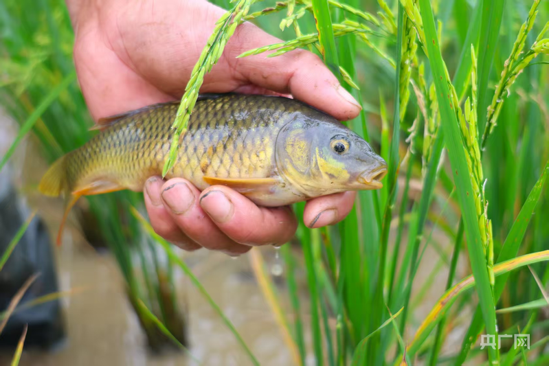 永州零陵：“稻鱼共生”铺就生态致富路(图2)