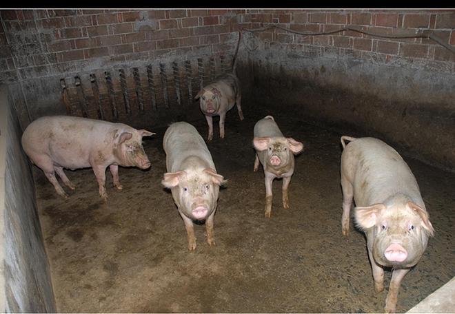 2024养殖业“崩塌”！牛羊猪、鸡鸭鹅全面亏损杏彩体育养殖户该咋办？(图2)