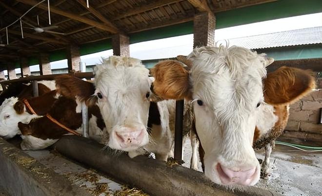 2024养殖业“崩塌”！牛羊猪、鸡鸭鹅全面亏损杏彩体育养殖户该咋办？(图3)