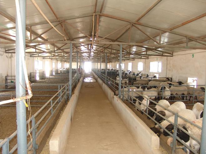 2024养殖业“崩塌”！牛羊猪、鸡鸭鹅全面亏损杏彩体育养殖户该咋办？(图6)