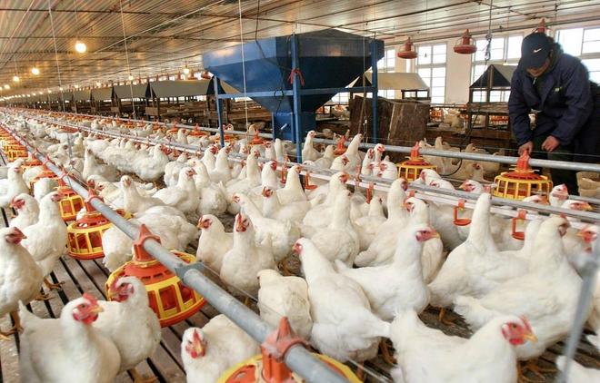 2024养殖业“崩塌”！牛羊猪、鸡鸭鹅全面亏损杏彩体育养殖户该咋办？(图4)