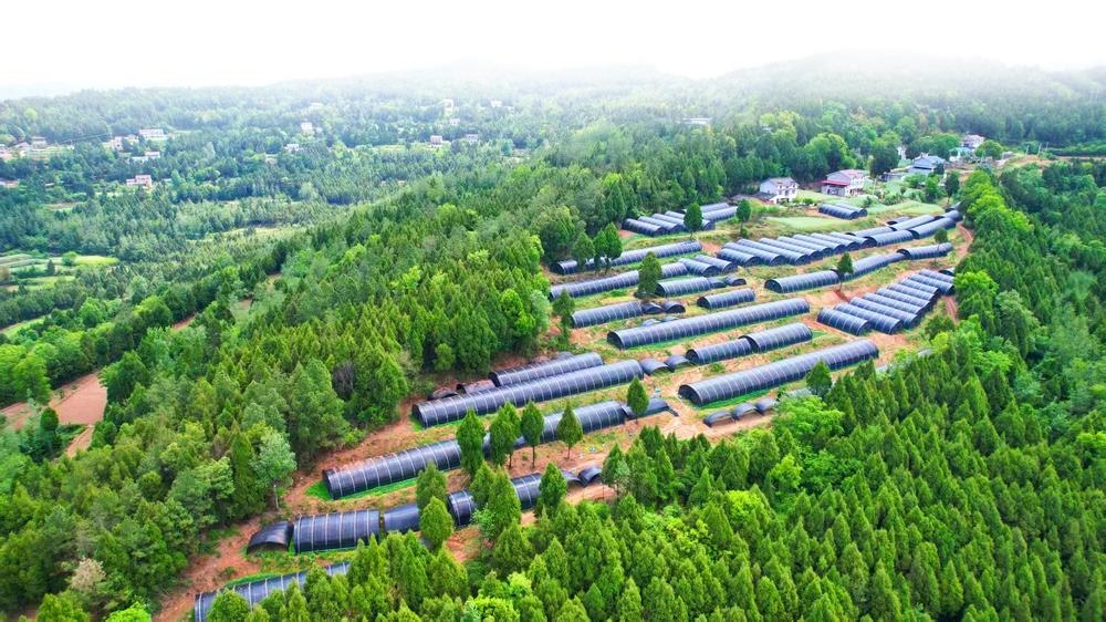 杏彩体育平台广元大力发展林下经济2024年林下经济总产值达6745亿元(图1)