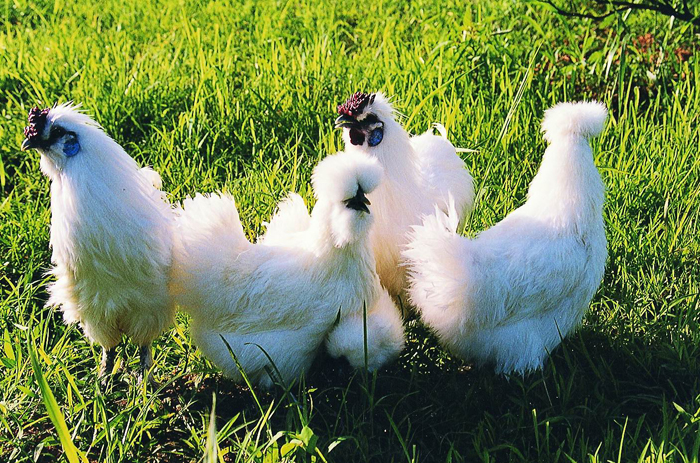 泰和乌鸡变“凤凰”(图2)