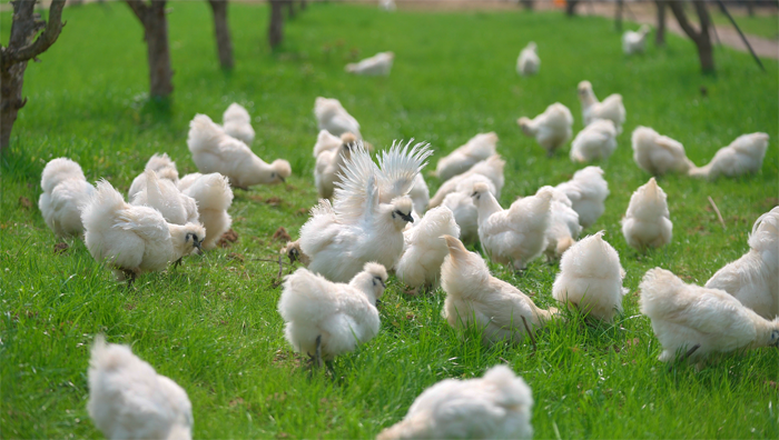 泰和乌鸡变“凤凰”(图1)