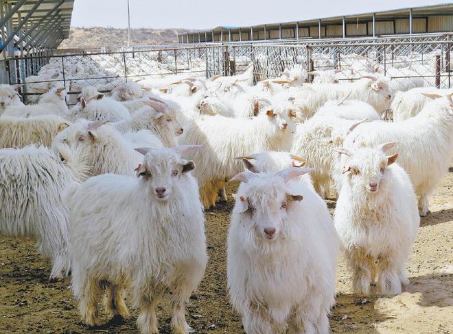 榆林羊产业：百亿全链“羊”气足乡村振兴“添”动能(图6)