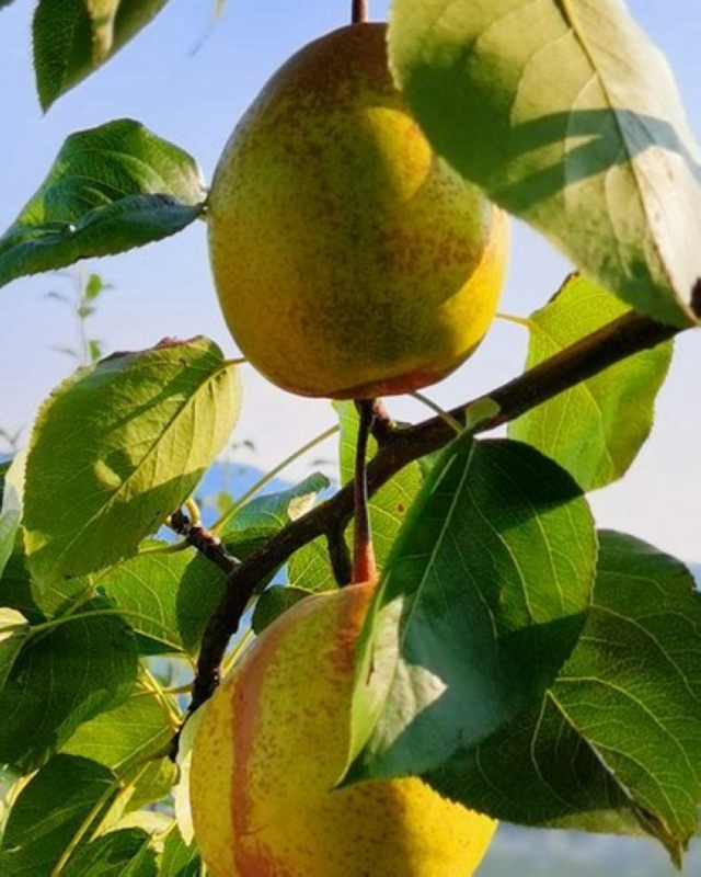 村美人和宜居宜业(图7)