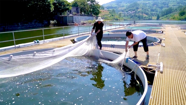 水上“健身房”养出生态鱼丰都硒锶鱼成乡村振兴新抓手(图2)