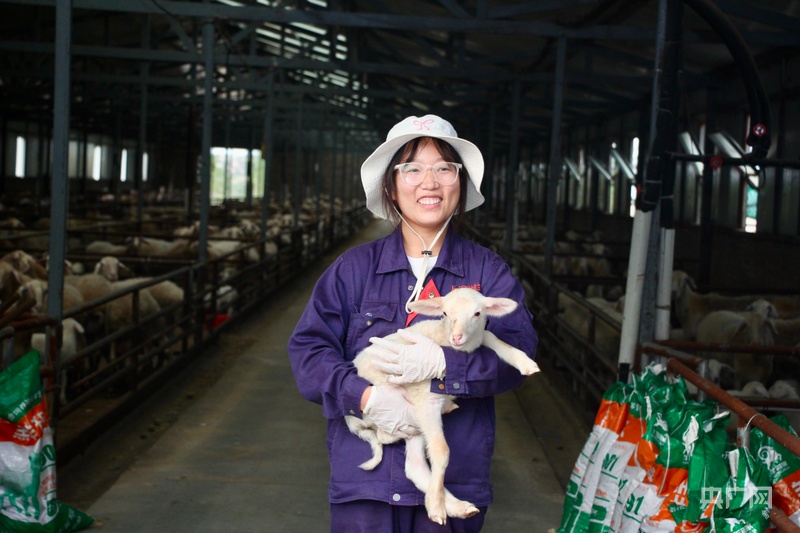 杏彩体育产业振兴·园区先行丨榆林市榆阳区科技赋能绘就“羊经济”新图景(图4)