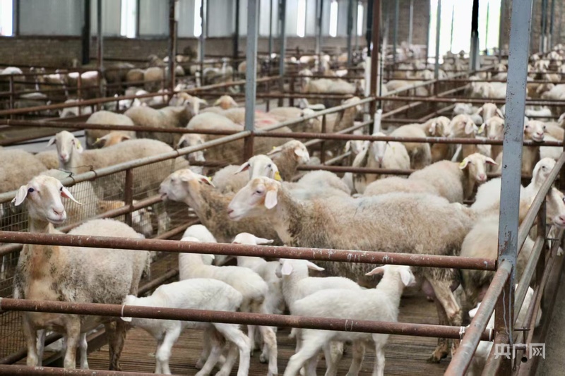 杏彩体育产业振兴·园区先行丨榆林市榆阳区科技赋能绘就“羊经济”新图景(图1)