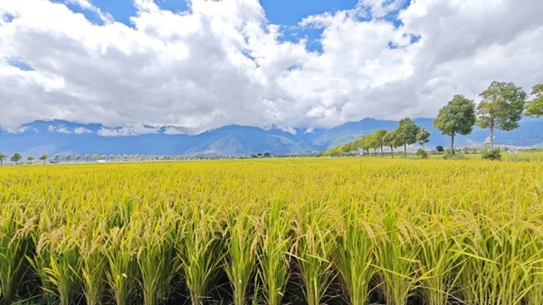 云粮集团以科技赋能多杏彩体育元模式助丰收(图1)