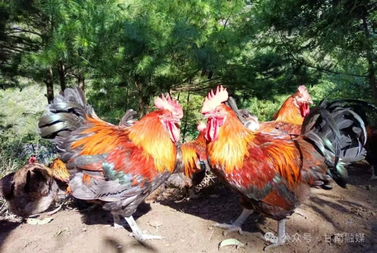 舟曲：生态林下“飞”出“金凤凰”(图2)