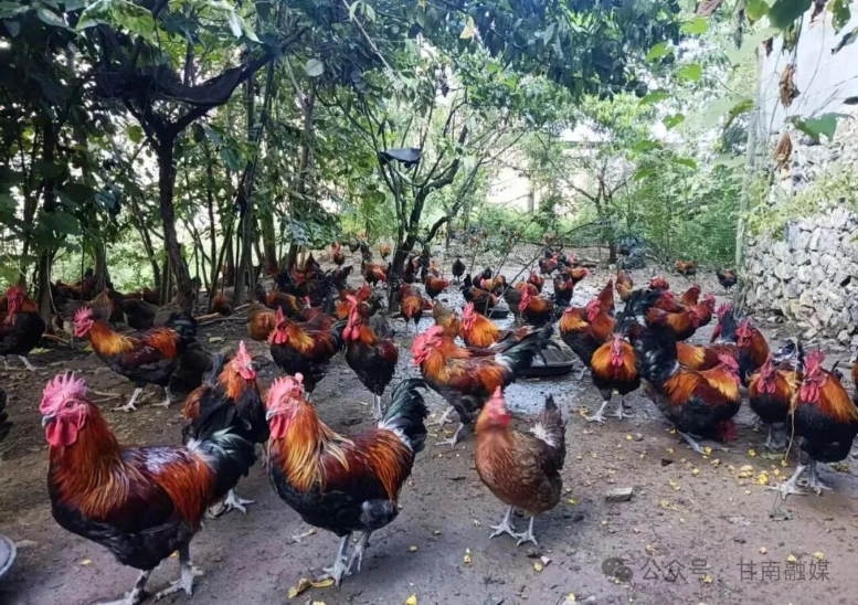 舟曲：生态林下“飞”出“金凤凰”(图1)