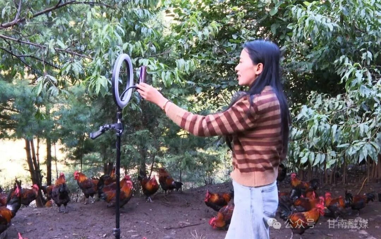 舟曲：生态林下“飞”出“金凤凰”(图3)