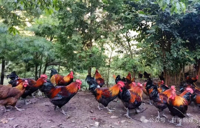 舟曲：生态林下“飞”出“金凤凰”(图4)