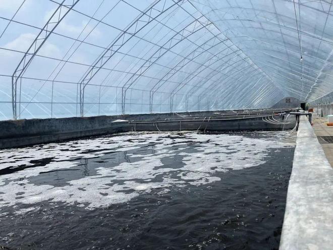 2024年突破百万吨！中国工厂化海淡水养殖产量创新高标志着从养殖大国向强国的转变！(图3)