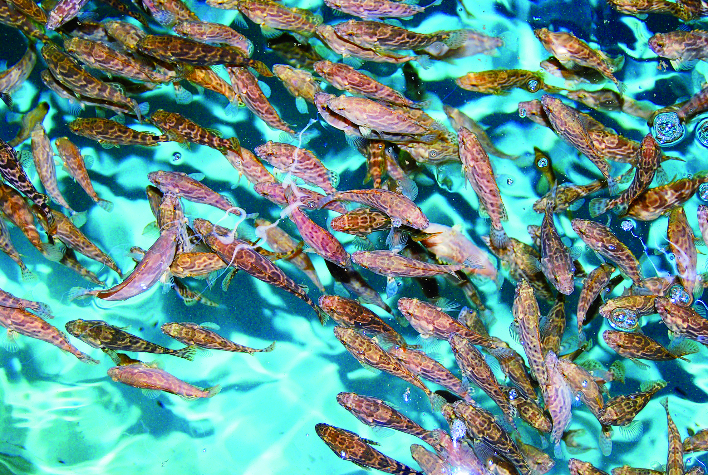 杏彩体育攻种业芯片筑蓝色粮仓！惠州加速打造现代化海洋牧场(图1)