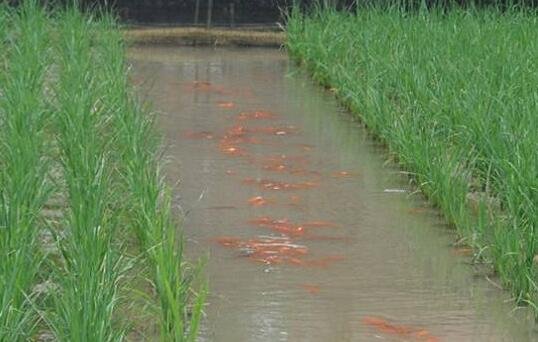 什么是生态养殖杏彩体育平台模式农村生态养殖用地政策有哪些(图1)